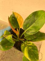 Philodendorn green congo, Maison & Meubles, Enlèvement ou Envoi