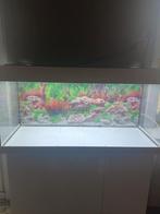 Aquarium juwel Rio 180 1m x 50 x 40 Met kast 1m22 h, Enlèvement ou Envoi, Comme neuf