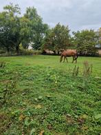 Weide te huur, Dieren en Toebehoren, Stalling