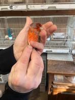 Kruisingen  kapoetsensijs x kanarie (f2) ( bc1), Animaux & Accessoires, Oiseaux | Oiseaux Autre, Plusieurs animaux, Oiseau chanteur sauvage