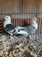 Oud-Oosterse Meeuwen., Dieren en Toebehoren, Vogels | Duiven
