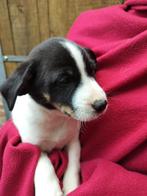 boerenfox pups, Dieren en Toebehoren, Honden | Jack Russells en Terriërs, België, Fokker | Hobbymatig, Overige rassen, CDV (hondenziekte)