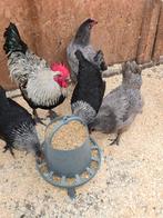 broedeieren van marans zilverhals en cream legbar, Dieren en Toebehoren