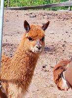 Alpaca hengstje (1 jaar oud), Juli, Mannelijk