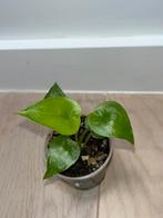 Alocasia Cuculata Variegata, Maison & Meubles, Plantes d'intérieur, Enlèvement ou Envoi
