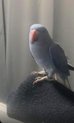 Halsbandparkiet violet, Dieren en Toebehoren, Vogels | Parkieten en Papegaaien, Mannelijk, Papegaai, Geringd