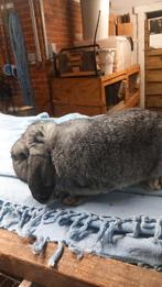 Nederlands hangoor 1jaar rammelaar  te koop, Hangoor