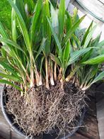 Zaailingen Trachycarpus fortunei, Ophalen of Verzenden