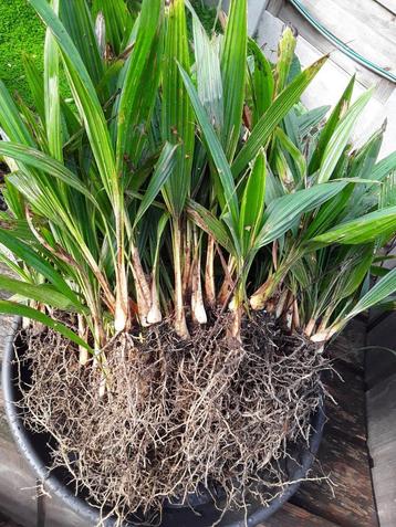 Zaailingen Trachycarpus fortunei beschikbaar voor biedingen
