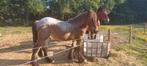 Trekpaard merrie te koop, Dieren en Toebehoren, Merrie