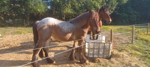 Trekpaard merrie te koop, Dieren en Toebehoren, Paarden, Merrie