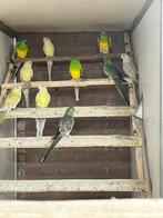 Roodrugparkieten in split Fallow, Meerdere dieren, Parkiet, Geringd