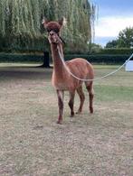ALPACA HENGST, Juli, Mannelijk