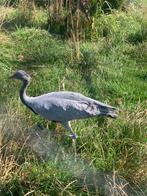 Jufferkraanvogel, Dieren en Toebehoren, Vrouwelijk