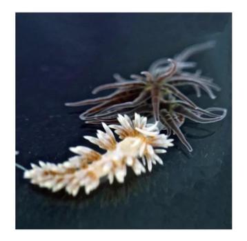 Berghia Nudibranch, Dieren en Toebehoren, Vissen | Aquaria en Toebehoren, Ophalen