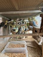 WINTERHARDE GRASPARKIETJES VANAF 15 EURO/KOPPEL, Meerdere dieren, Parkiet