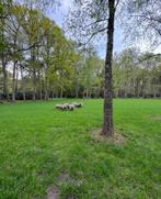Weide zoekt schapen, Animaux & Accessoires, Box & Pâturages