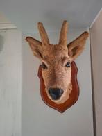 Opgezette reebok met wandbevestiging. In zeer mooie staat, Verzamelen, Dierenverzamelingen, Ophalen