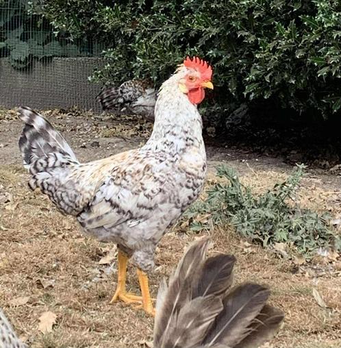 Cream legbar kippen, Dieren en Toebehoren, Pluimvee, Kip, Meerdere dieren