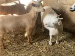 Dwerggeitjes Miekes, Dieren en Toebehoren, Schapen, Geiten en Varkens, Vrouwelijk, Geit, 0 tot 2 jaar
