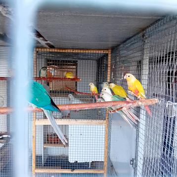 Groupe pyrrhura  beschikbaar voor biedingen