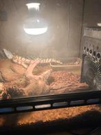 Wie wilt mijn ballpython ruilen met Pacman kikkers?, Slang, Tam, 0 tot 2 jaar