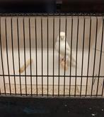 Witte poppen te koop, Femelle, Canari de couleur