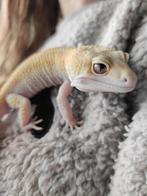 Gecko eublepharis macularius albino blanc & citron, Animaux & Accessoires, Reptiles & Amphibiens, Domestique, Lézard, 0 à 2 ans