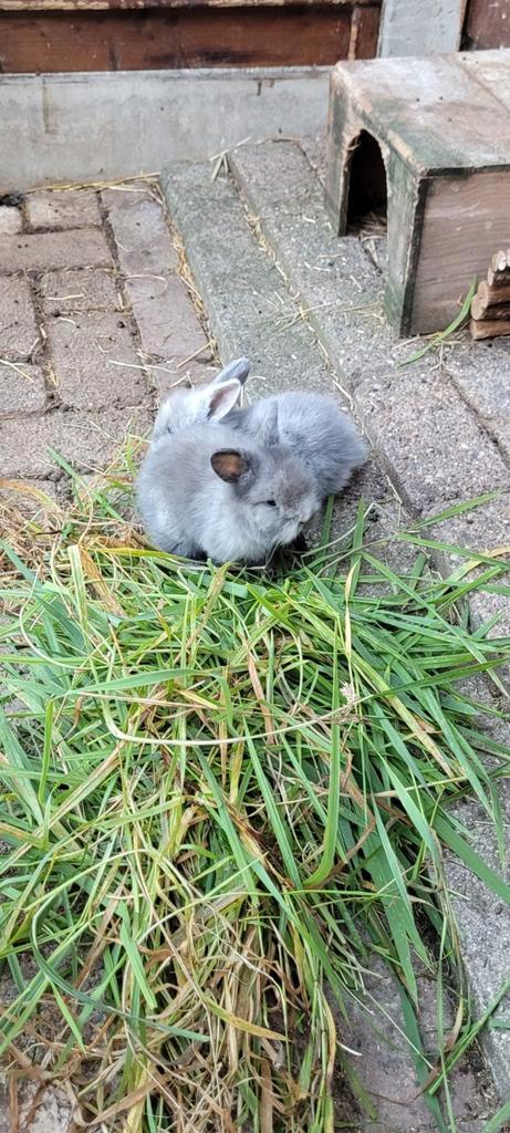 Nederlandse dwerhangoortjes (2 rammetjes) 10 weken, Dieren en Toebehoren, Konijnen