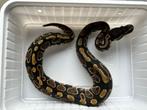 2.2 ball python -  mahogany het pied, Dieren en Toebehoren, Reptielen en Amfibieën, Slang, Tam, 0 tot 2 jaar