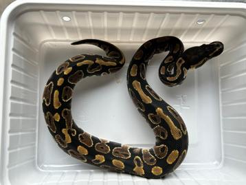 2.2 ball python -  mahogany het pied beschikbaar voor biedingen