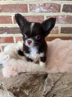 Mooi klein chihuahua reutje, België, Fokker | Hobbymatig, Reu, CDV (hondenziekte)