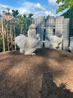 Mooi wit zijdehoen haantje van eind 2024, Dieren en Toebehoren, Pluimvee