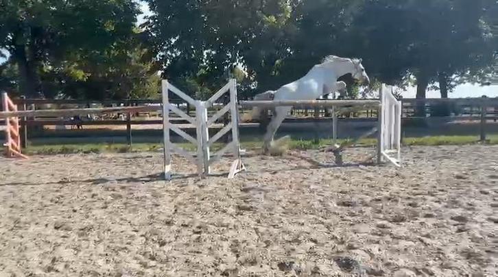 Bomproof 9 jarige ruin, Dieren en Toebehoren, Paarden, Ruin, 160 tot 165 cm, 7 tot 10 jaar, Springpaard, Met stamboom, Gechipt