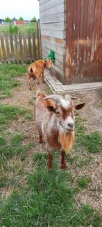 dwerggeiten, Dieren en Toebehoren, Mannelijk, Geit, 0 tot 2 jaar