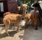 Prachtige en lieve dark fawn alpaca merrie, Juni, Vrouwelijk