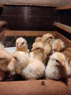 pluimvee, Dieren en Toebehoren, Pluimvee, Geslacht onbekend, Kip