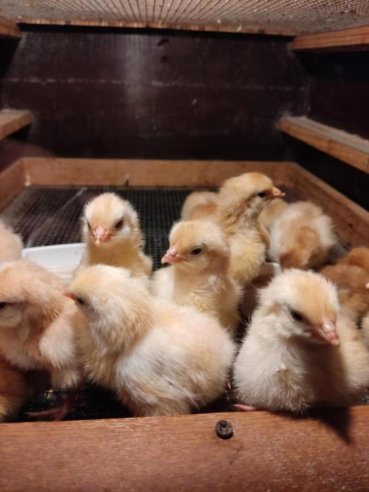 pluimvee, Animaux & Accessoires, Volatiles, Poule ou poulet, Sexe inconnu