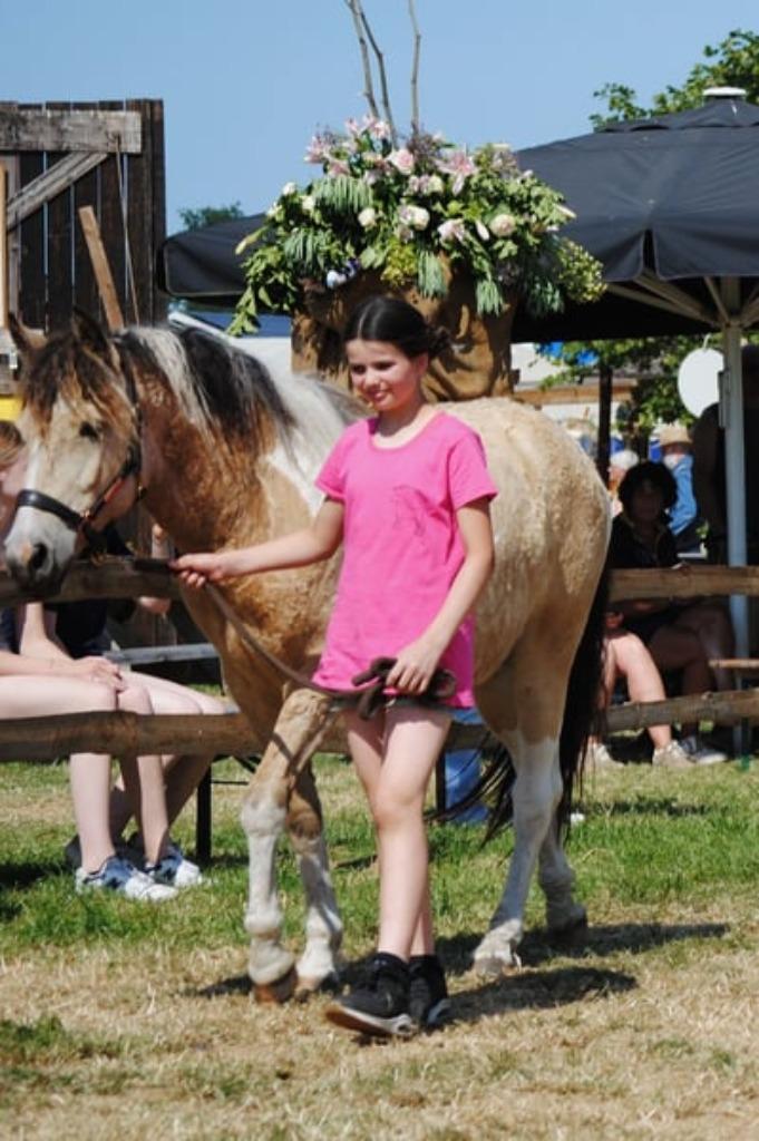 Zeer lieve mooi hypoallergene Curly kinderpony 1.40/1.42, Dieren en Toebehoren, Pony's, Ruin, Niet van toepassing, D pony (1.37m tot 1.48m)