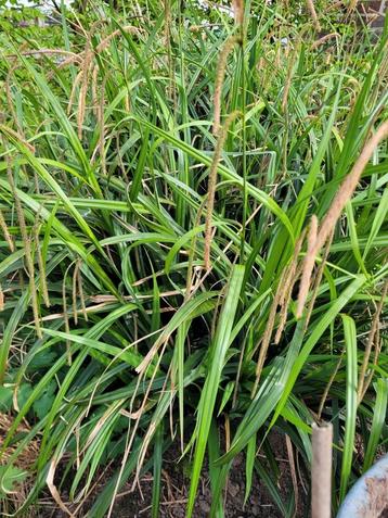 Carex pendula Huds of hangende zegge