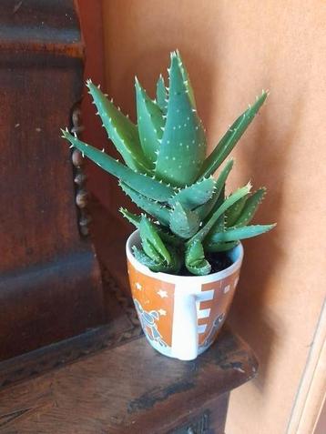 Cactus   avec  ses petits  avec son pot maximum 23 cm beschikbaar voor biedingen
