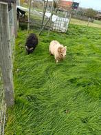 Ouessant bokjes, Dieren en Toebehoren, Schapen, Geiten en Varkens, Mannelijk, Schaap, 0 tot 2 jaar