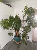 Monstera Variegata + Mooie Pot, Ophalen, 150 tot 200 cm
