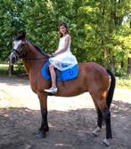 D-pony merrie en shetlander hengstje, Dieren en Toebehoren, Merrie