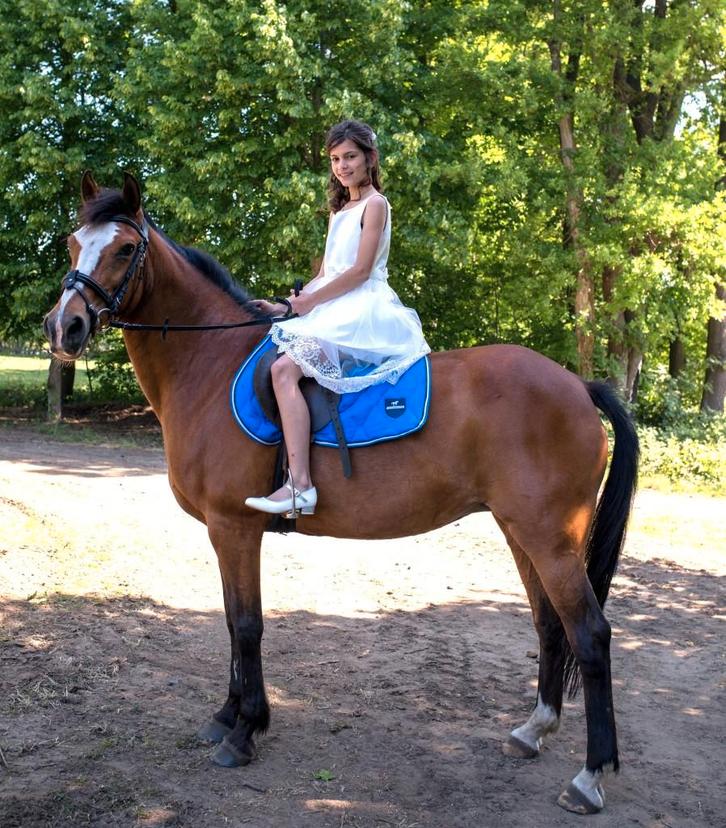 D-pony merrie en shetlander hengstje, Dieren en Toebehoren, Pony's, Merrie