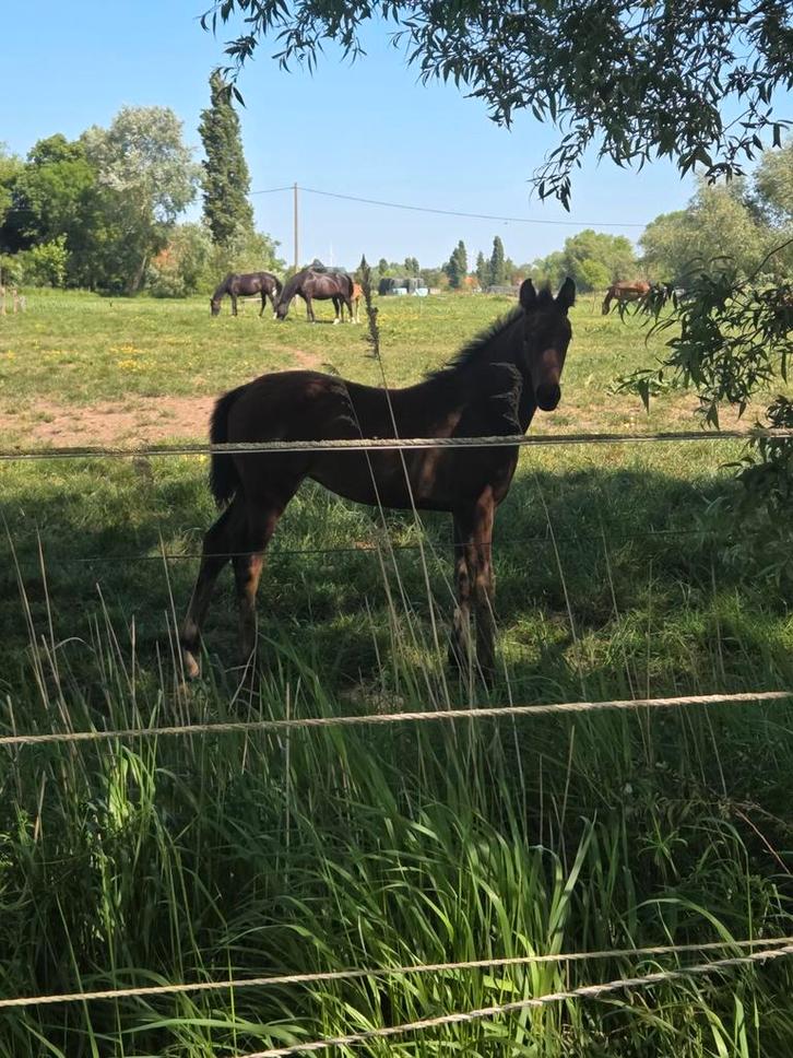 Merrie veulen paard, Animaux & Accessoires, Chevaux, Jument, B, Moins de 160 cm, 0 à 2 ans, Cheval de dressage, Avec pedigree