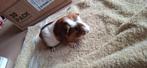 Vrouwtjes cavia geboren 10 mei, Cavia