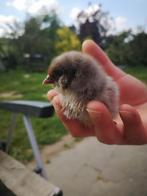 olijfeieren, ameraucana, araucana kuikens