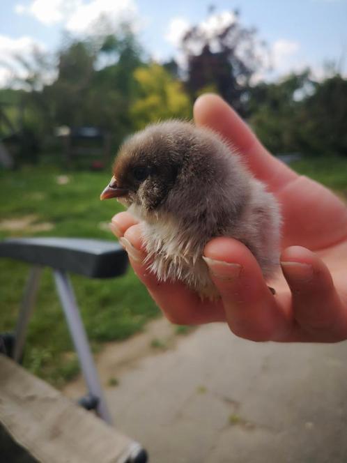 olijfeieren, ameraucana, araucana kuikens, Dieren en Toebehoren, Pluimvee