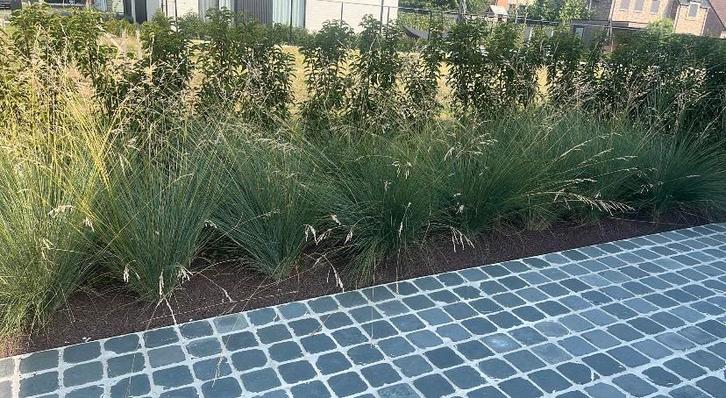 Poa 'Labillardieri'. Siergras, Tuin en Terras, Planten | Tuinplanten, Siergrassen, Ophalen